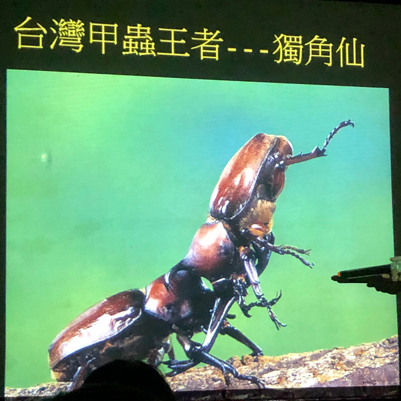 台灣昆蟲館11