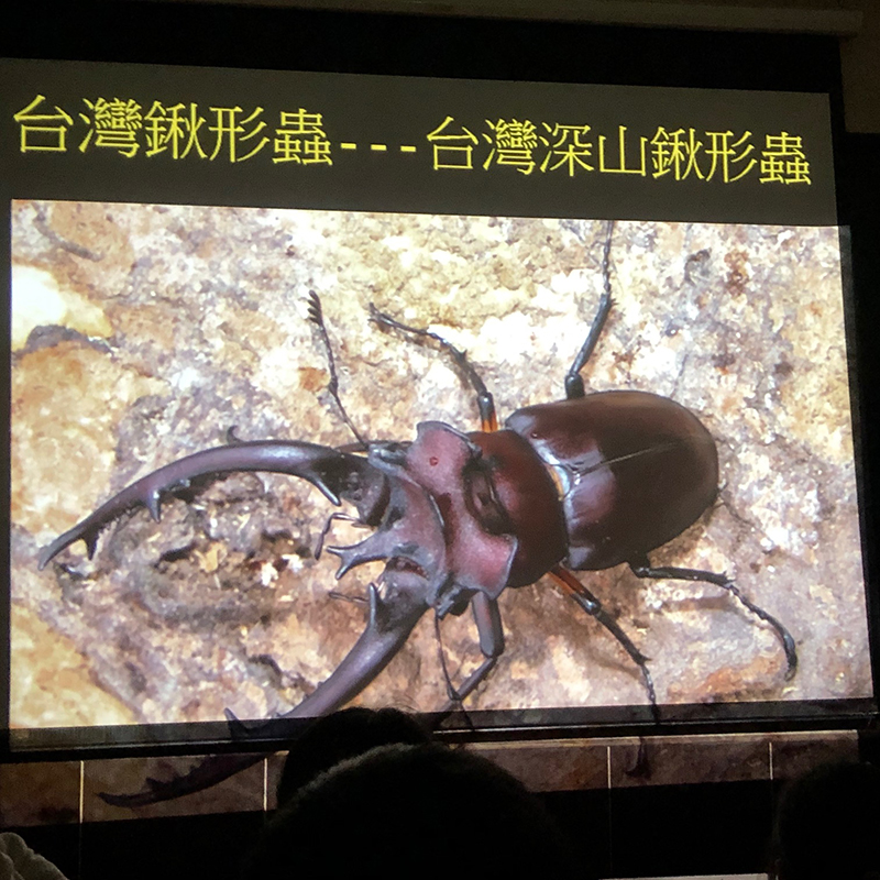 台灣昆蟲館9