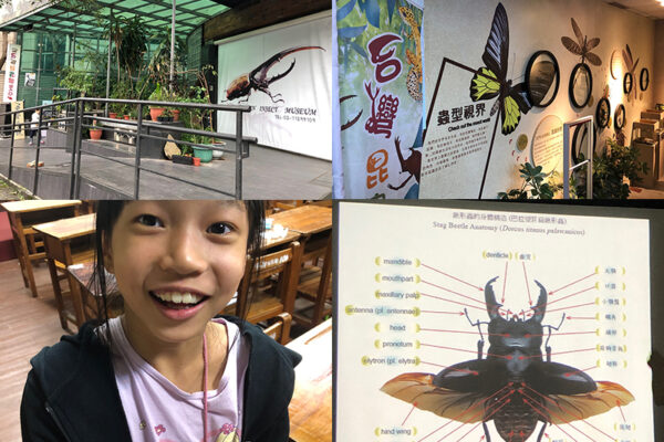 【遊記】台灣昆蟲館♥鍬形蟲飼育講座｜走進昆蟲世界、生態教育好處去