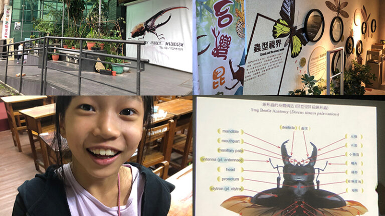 【遊記】台灣昆蟲館♥鍬形蟲飼育講座｜走進昆蟲世界、生態教育好處去